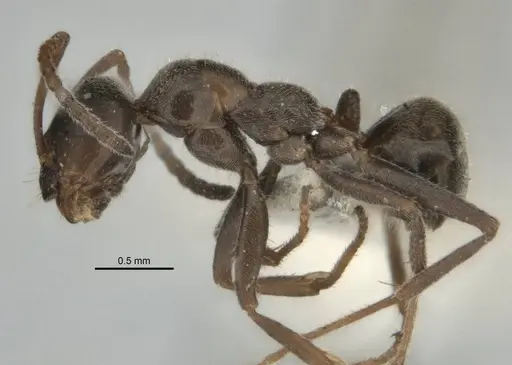 Melophorus gibbosus specimen