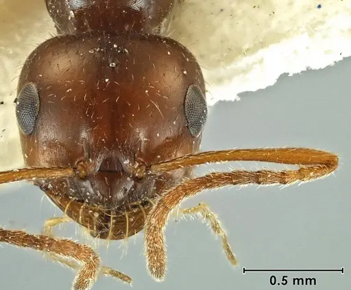 Melophorus gilliatensis specimen