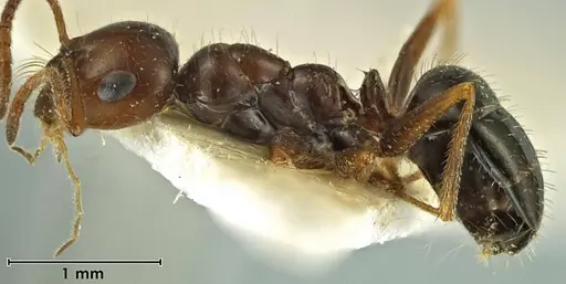 Melophorus gilliatensis specimen