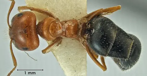Melophorus gilliatensis - ANIC32-066645-2