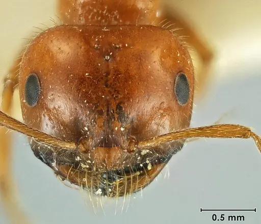 Melophorus gilliatensis - ANIC32-066645-2