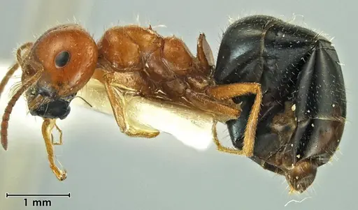 Melophorus gilliatensis - ANIC32-066645-2