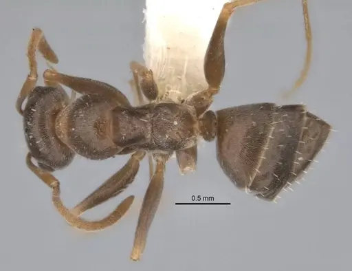 Melophorus graciliceps specimen