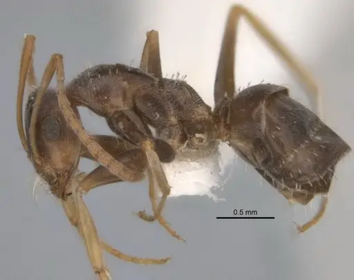 Melophorus graciliceps specimen