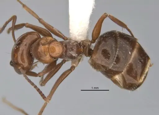 Melophorus graciliceps - ANIC32-900175-2