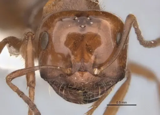 Melophorus graciliceps - ANIC32-900175-2