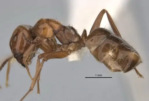 Melophorus graciliceps - ANIC32-900175-2