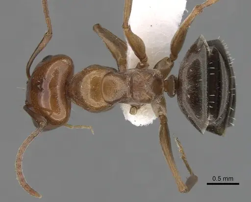 Melophorus graciliceps - CASENT0280490