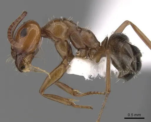 Melophorus graciliceps - CASENT0280490