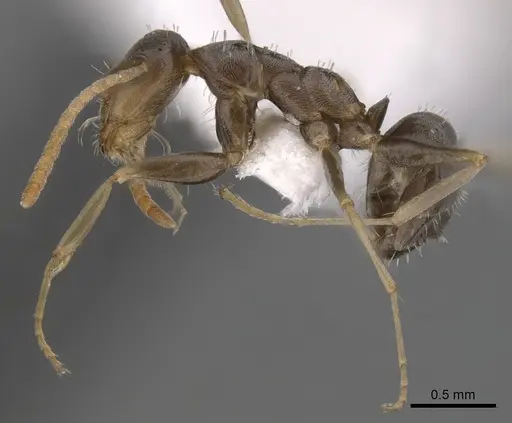 Melophorus graciliceps - CASENT0280491