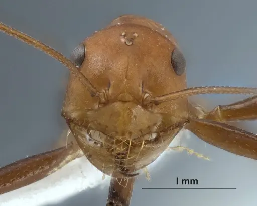 Melophorus gracilipes specimen