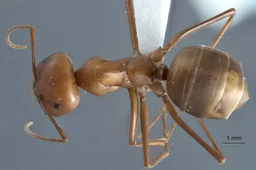 Melophorus gracilipes - ANIC32-032240-2