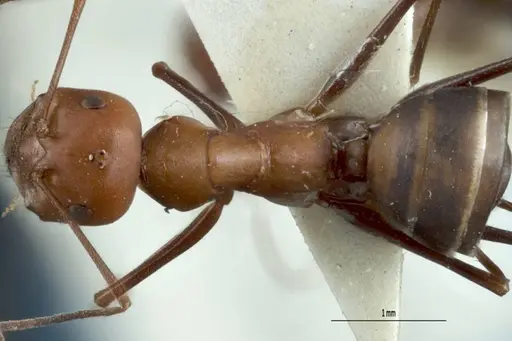 Melophorus gracilipes - ANTWEB1008984