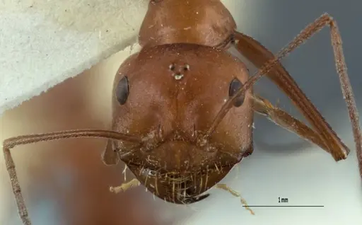 Melophorus gracilipes - ANTWEB1008984