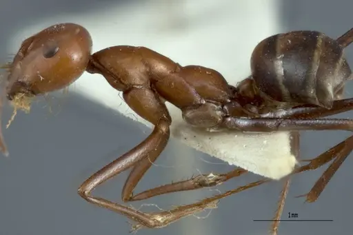 Melophorus gracilipes - ANTWEB1008984