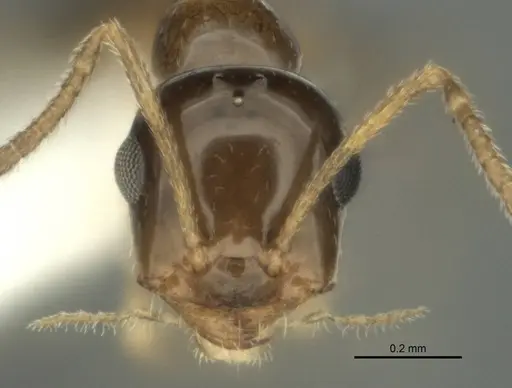 Melophorus gracilis specimen