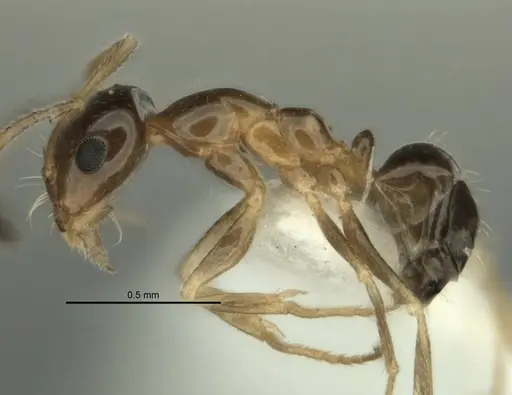 Melophorus gracilis specimen