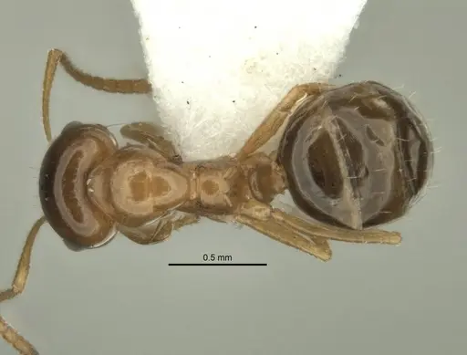 Melophorus gracilis - ANIC32-900209-2
