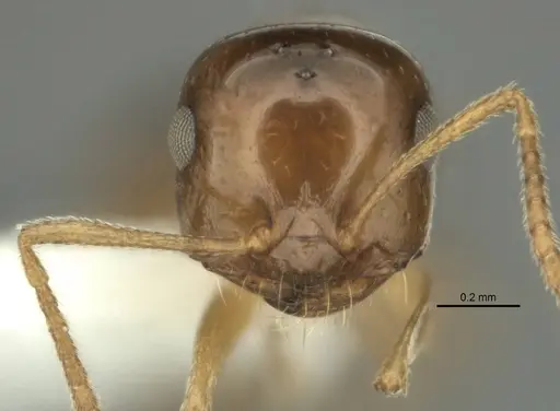 Melophorus gracilis - ANIC32-900209-2