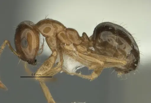 Melophorus gracilis - ANIC32-900209-2