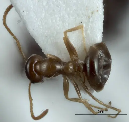 Melophorus gracilis - ANIC32-900212