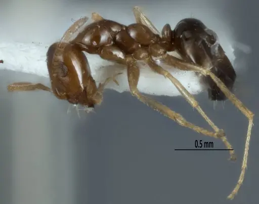 Melophorus gracilis - ANIC32-900212
