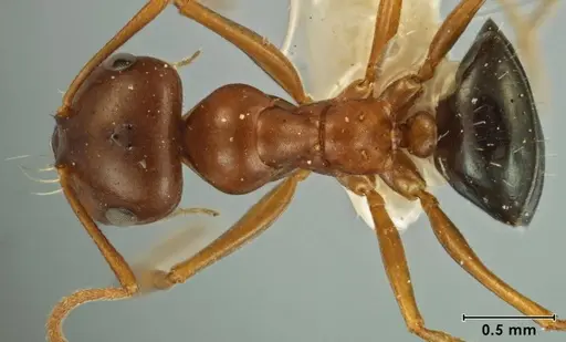 Melophorus hexidens specimen