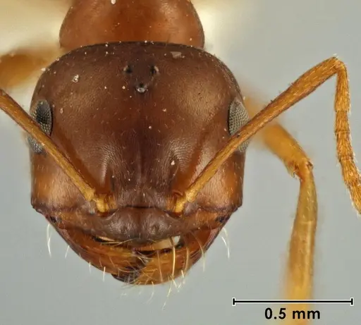 Melophorus hexidens specimen
