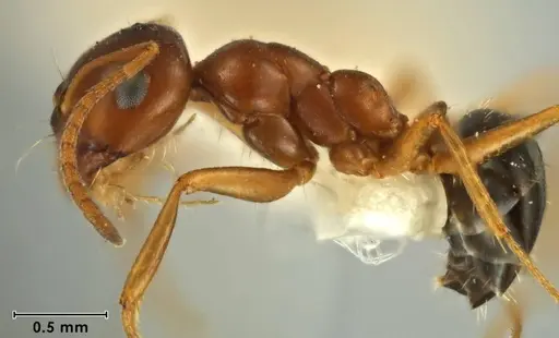 Melophorus hexidens specimen
