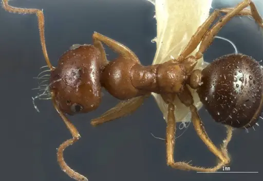 Melophorus hexidens - ANIC32-066603-2