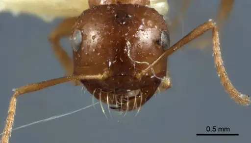 Melophorus hexidens - ANIC32-066603-2