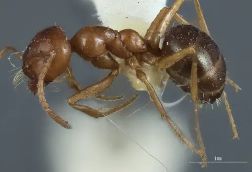 Melophorus hexidens - ANIC32-066603-2