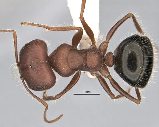 Melophorus hirsutipes specimen