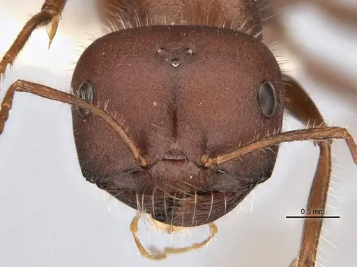 Melophorus hirsutipes specimen