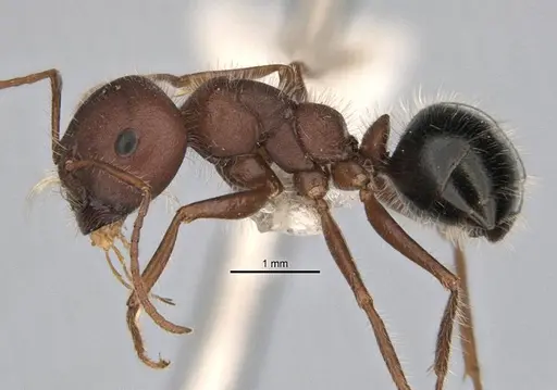 Melophorus hirsutipes specimen