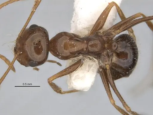Melophorus hirsutipes - ANIC32-900147-1