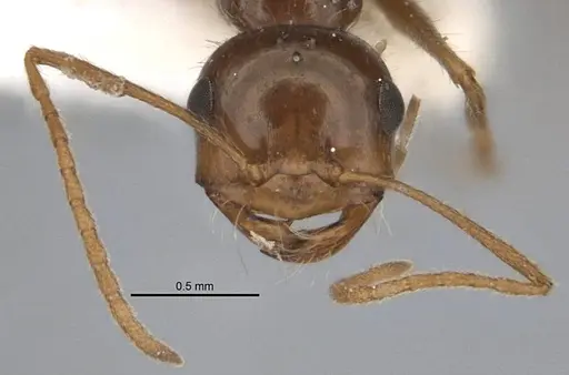 Melophorus hirsutipes - ANIC32-900147-1