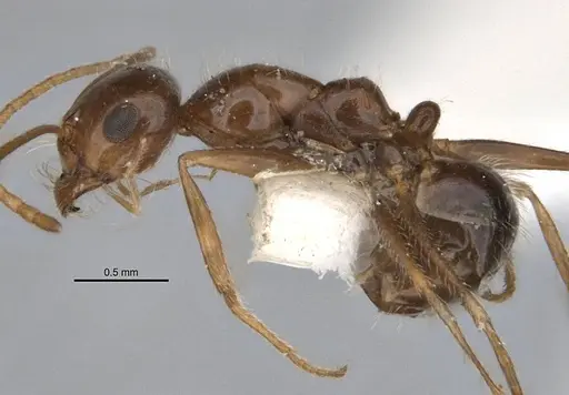 Melophorus hirsutipes - ANIC32-900147-1