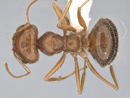 Melophorus hirsutipes - ANIC32-900147-2