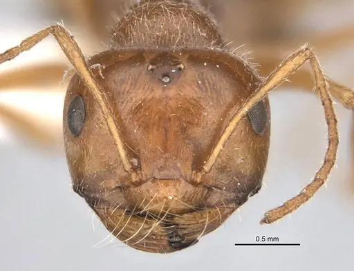 Melophorus hirsutipes - ANIC32-900147-2