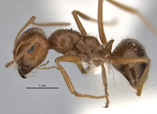 Melophorus hirsutipes - ANIC32-900147-2