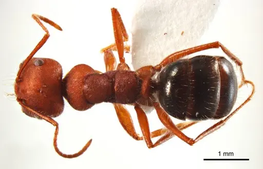 Melophorus hirsutipes - ANTWEB1008664