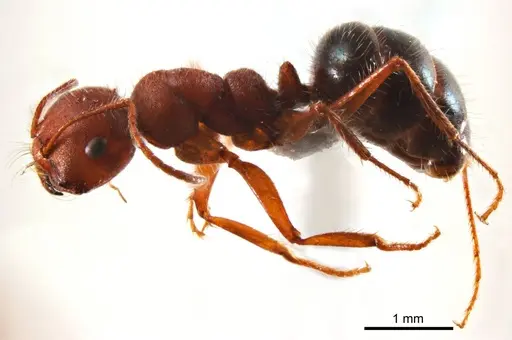 Melophorus hirsutipes - ANTWEB1008664