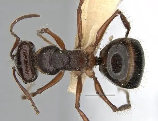 Melophorus hirsutus specimen