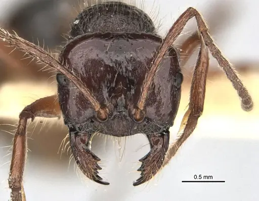 Melophorus hirsutus specimen
