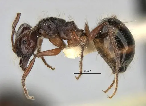 Melophorus hirsutus specimen