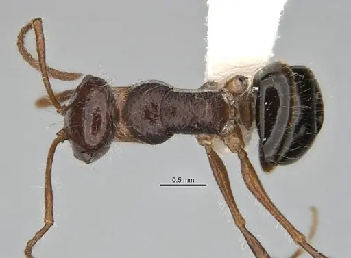 Melophorus hirsutus - ANIC32-900043