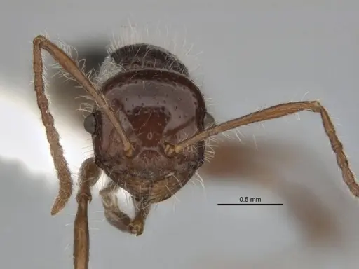 Melophorus hirsutus - ANIC32-900043
