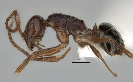 Melophorus hirsutus - ANIC32-900043