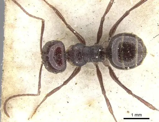 Melophorus hirsutus - CASENT0903268